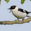 Halsbandschnäpper (Ficedula albicollis) Männchen