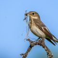 Halsbandschnäpper (Ficedula albicollis) Weibchen