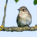 Halsbandschnäpper (Ficedula albicollis) Weibchen