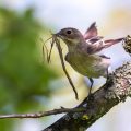 Halsbandschnäpper (Ficedula albicollis) Weibchen