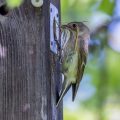 Halsbandschnäpper (Ficedula albicollis) Weibchen