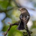 Halsbandschnäpper (Ficedula albicollis) Weibchen