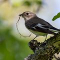 Halsbandschnäpper (Ficedula albicollis) Weibchen
