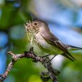 Halsbandschnäpper (Ficedula albicollis) Weibchen