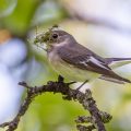 Halsbandschnäpper (Ficedula albicollis) Weibchen