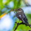 Halsbandschnäpper (Ficedula albicollis) Weibchen