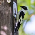 Halsbandschnäpper (Ficedula albicollis) Männchen