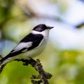 Halsbandschnäpper (Ficedula albicollis) Männchen