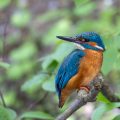 Eisvogel (Alcedo atthis) Männchen