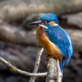 Eisvogel (Alcedo atthis) Männchen