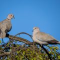 Türkentaube (Streptopelia decaocto)