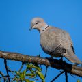 Türkentaube (Streptopelia decaocto)