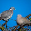 Ringeltaube (Columba palumbus)
