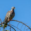 Ringeltaube (Columba palumbus)