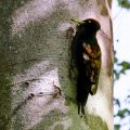 Schwarzspecht (Dryocopus martius) Männchen