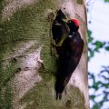 Schwarzspecht (Dryocopus martius) Männchen, Brutablösung