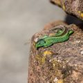 Zauneidechse (Lacerta agilis) Männchen