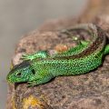 Zauneidechse (Lacerta agilis) Männchen