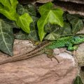 Zauneidechse (Lacerta agilis) Männchen