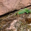 Zauneidechse (Lacerta agilis) Männchen