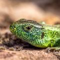 Zauneidechse (Lacerta agilis) Männchen
