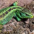 Zauneidechse (Lacerta agilis) Männchen