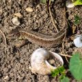 Zauneidechse (Lacerta agilis) Weibchen