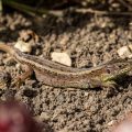 Zauneidechse (Lacerta agilis) Weibchen
