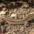 Zauneidechse (Lacerta agilis) Weibchen