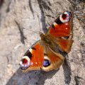 Tagpfauenauge (Inachis Io)