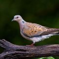 Turteltaube (Streptopelia turtur)