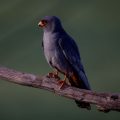 Rotfußfalke (Falco vespertinus) Männchen