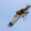 Rohrweihe (Circus aeruginosus) Männchen