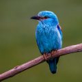 Blauracke (Coracias garrulus)