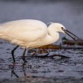 Seidenreiher (Egretta garzetta)