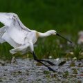 Löffler (Platalea leucorodia)