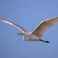 Silberreiher (Casmerodius albus)