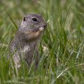 Ziesel (Citellus citellus)