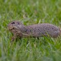 Ziesel (Citellus citellus)