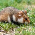 Feldhamster (Cricetus cricetus)