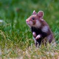 Feldhamster (Cricetus cricetus)