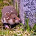 Junger Feldhamster (Cricetus cricetus)