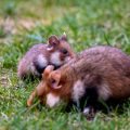Feldhamster (Cricetus cricetus)