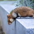 Feldhamster (Cricetus cricetus)