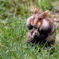 Feldhamster (Cricetus cricetus)