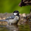 Kohlmeise (parus major)