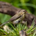 Zilpzalp (Phylloscopus collybita)