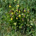 Gelber Frauenschuh (Cypripedium calceolus)