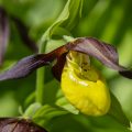 Gelber Frauenschuh (Cypripedium calceolus)