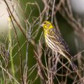 Girlitz (Serinus serinus) Männchen